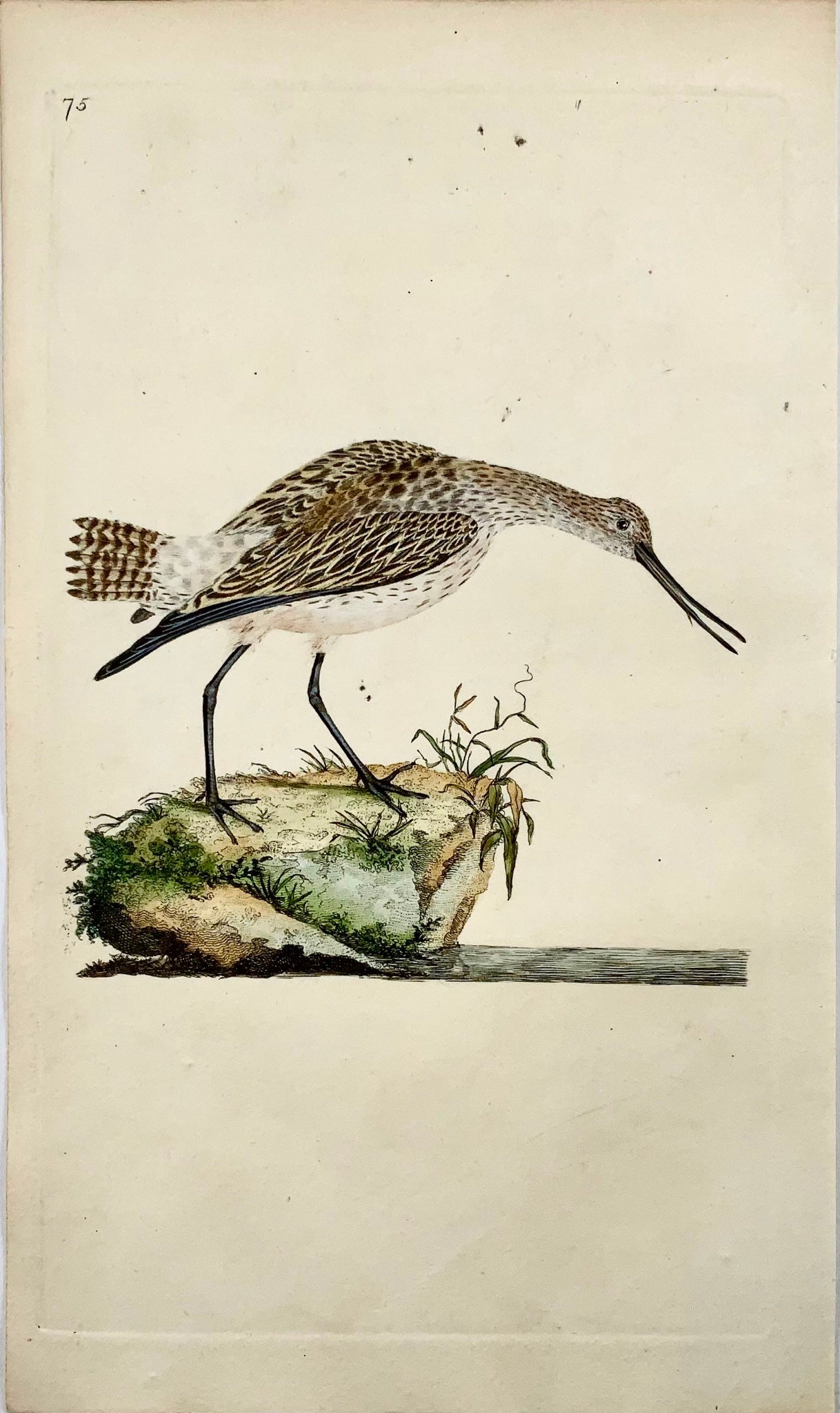 1794 Edward Donovan, Godwit, ornithology, fine hand coloured engraving