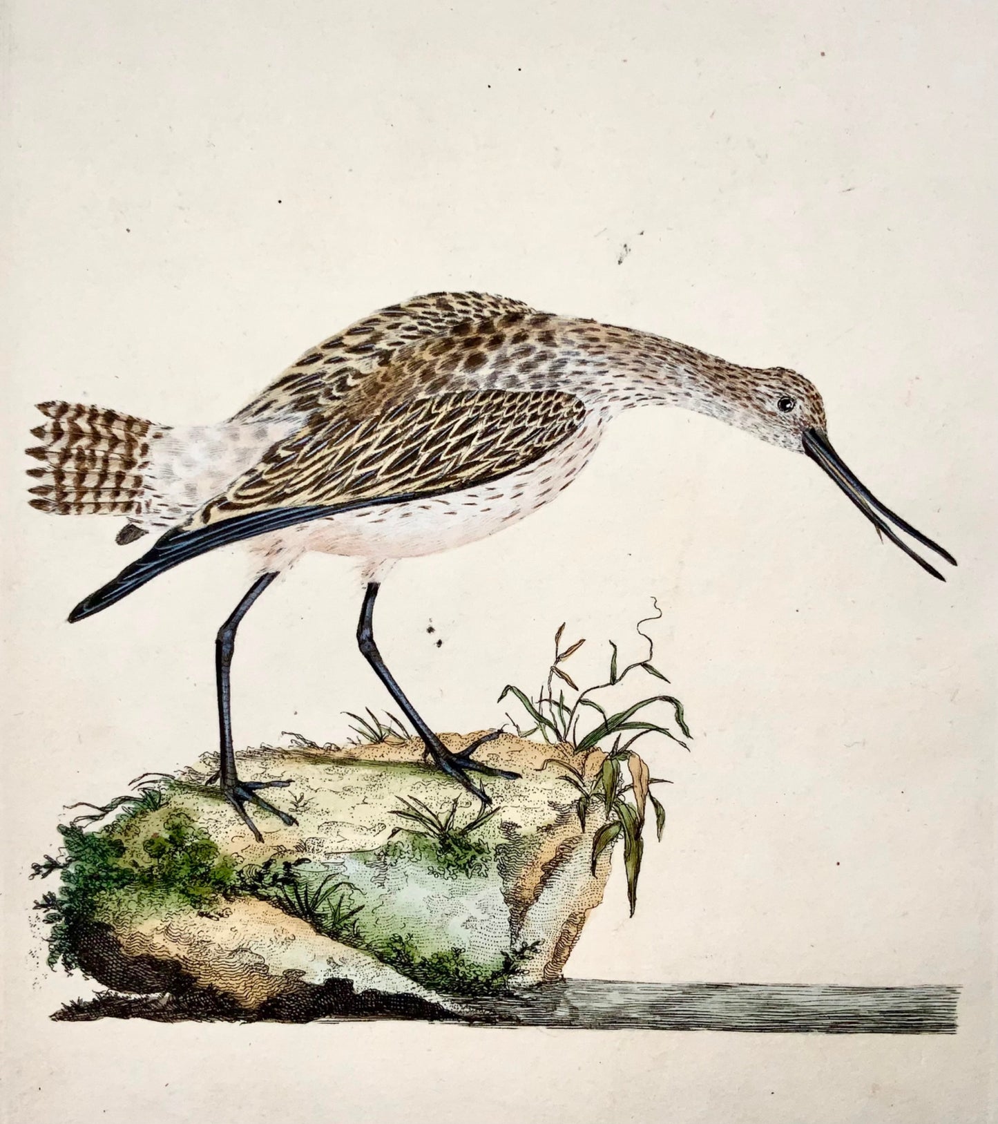 1794 Edward Donovan, Godwit, ornithology, fine hand coloured engraving