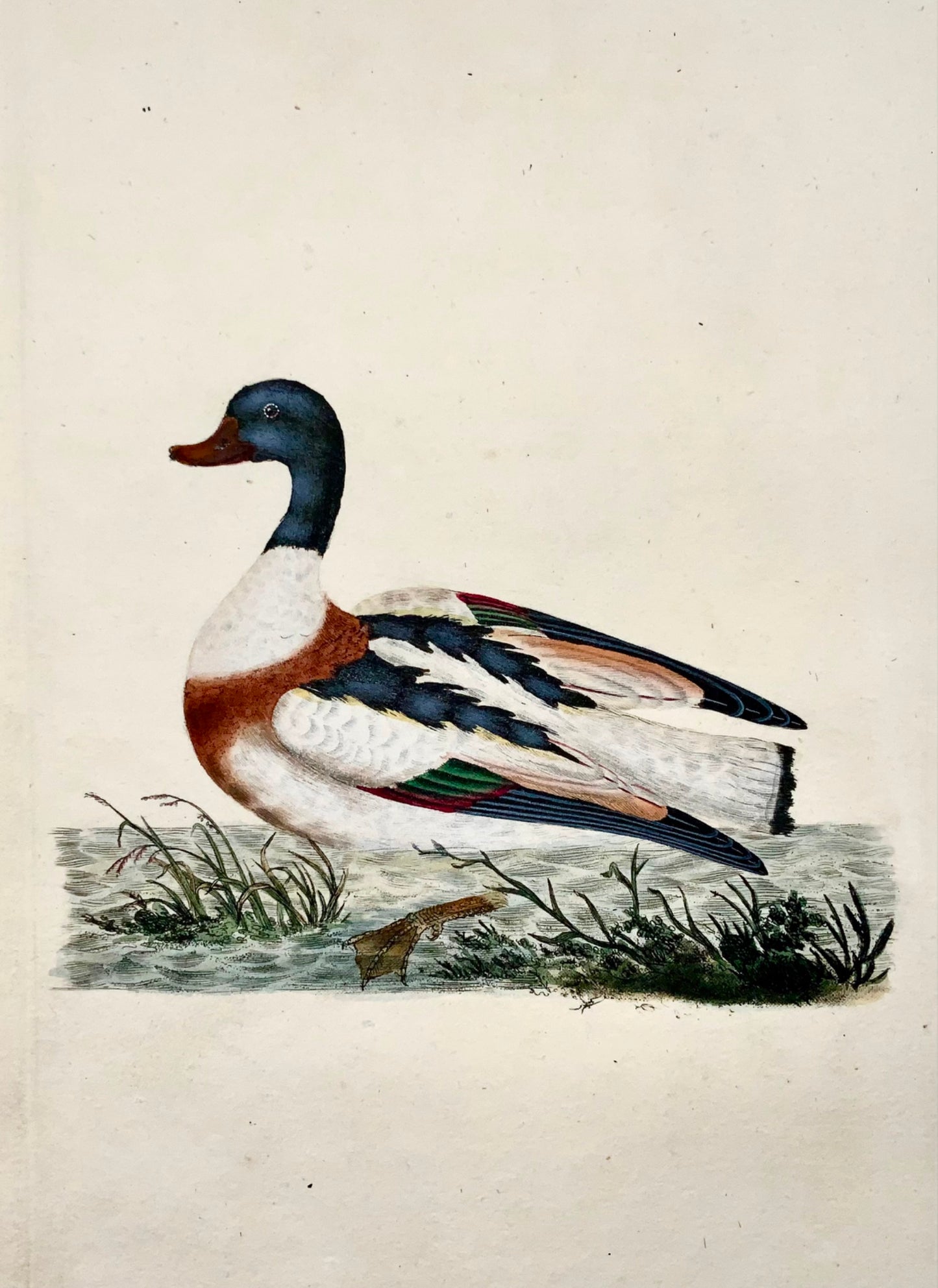 1794 Edward Donovan, Shieldrake Duck, ornithology, fine hand coloured engraving