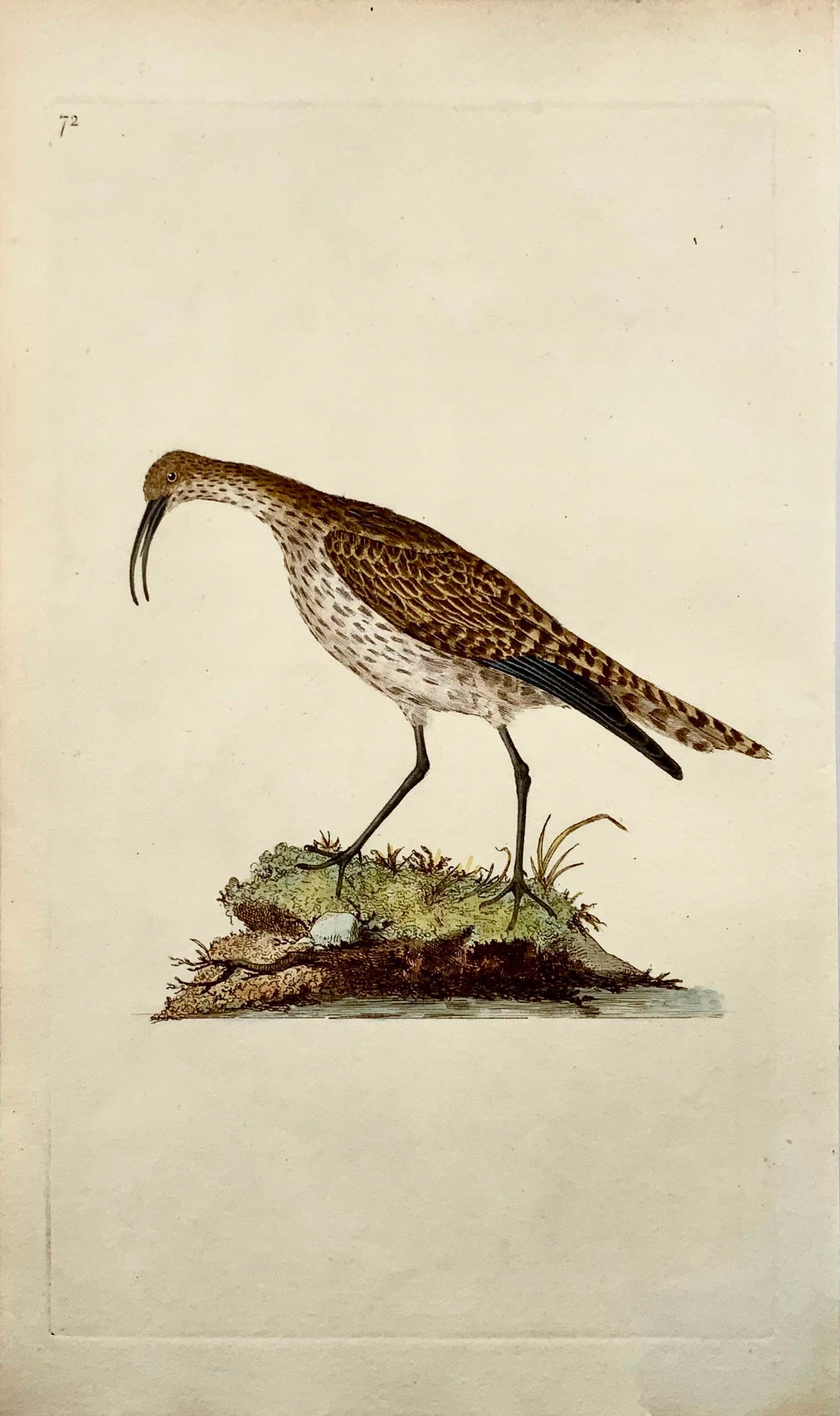 1794 Edward Donovan, Whimbrel, ornithology, fine hand coloured engraving