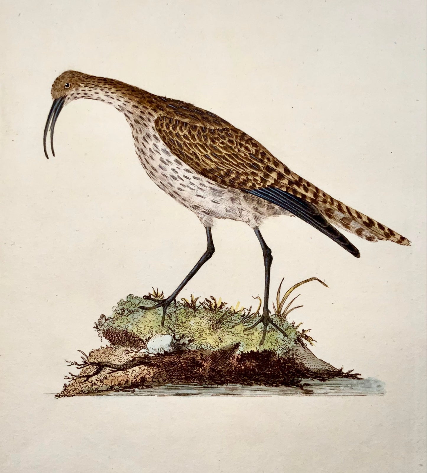 1794 Edward Donovan, Whimbrel, ornithology, fine hand coloured engraving