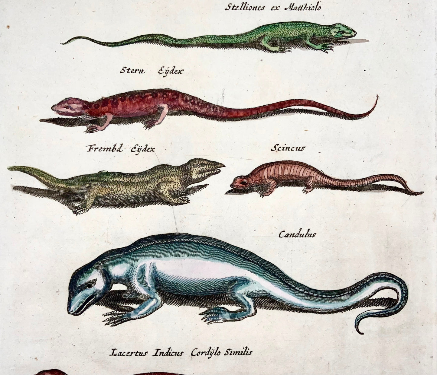 1657 Reptiles, Lizards, Skinks, Chameleon, Matt Merian, folio, hand coloured