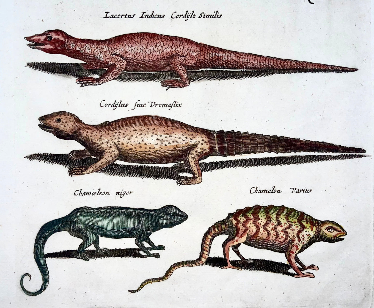 1657 Reptiles, Lizards, Skinks, Chameleon, Matt Merian, folio, hand coloured