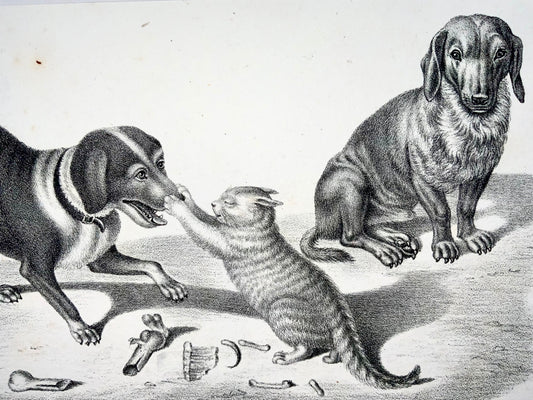1840 c Domestic Cats & Dogs; H. Reichert, stone lithography