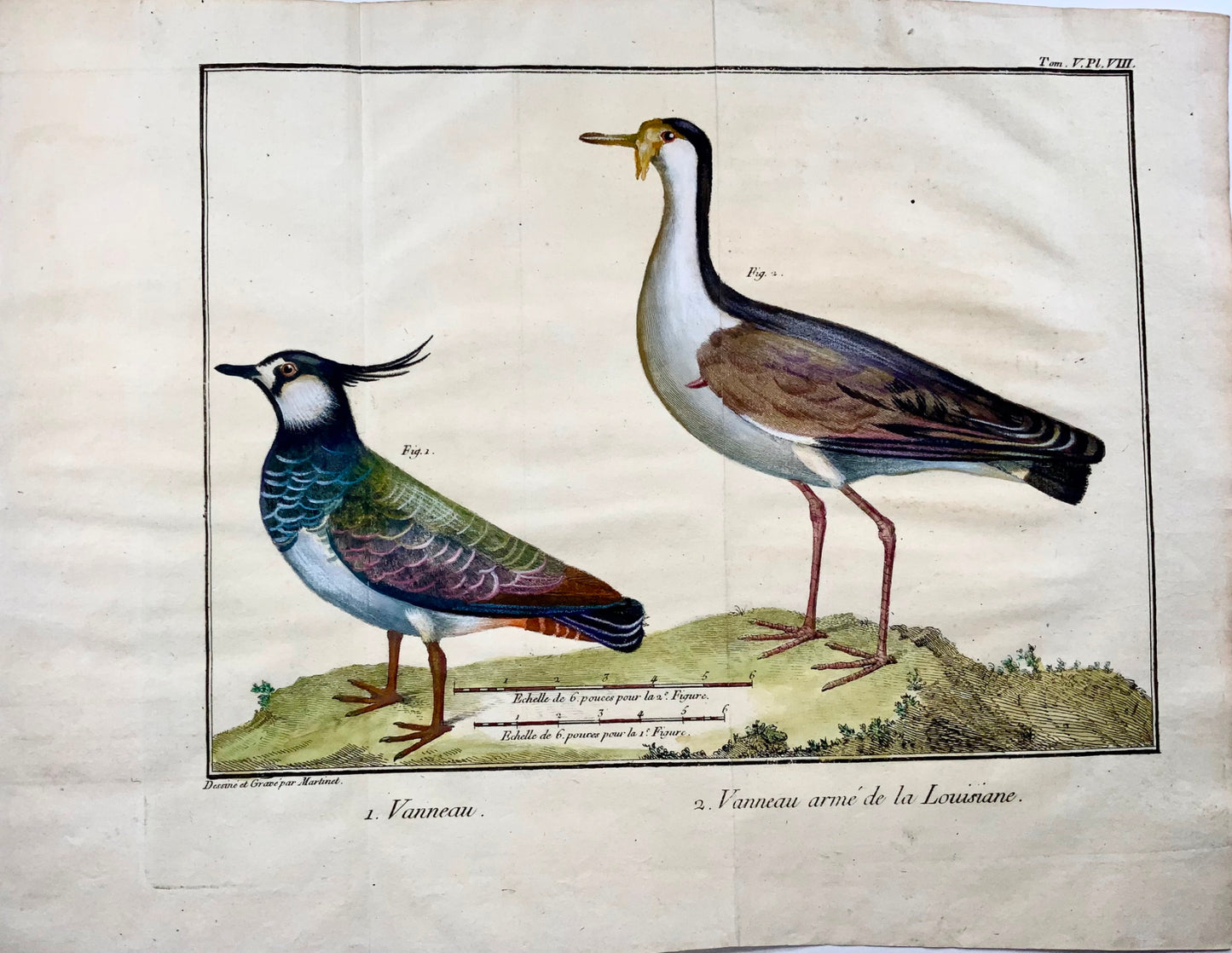 1760 Fr. Nic. Martinet (b1725), Louisiana Lapwing, ornithology, copper engraving