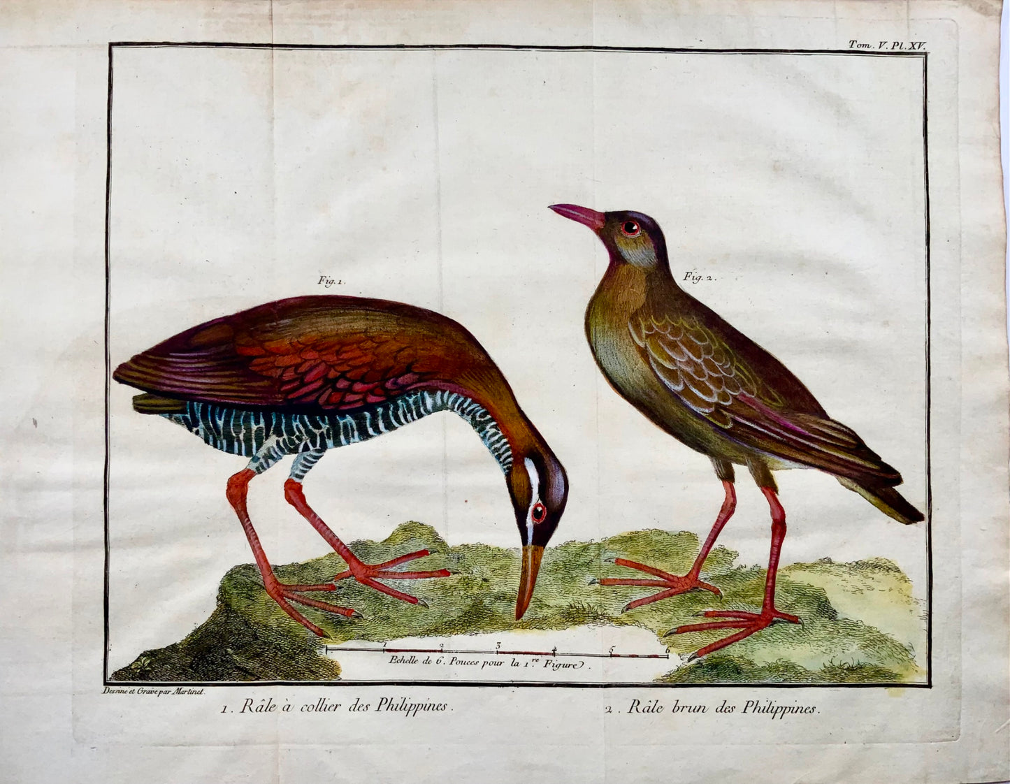 1760 Fr. Nic. Martinet (b1725), Philippine Rails, ornithology, copper engraving