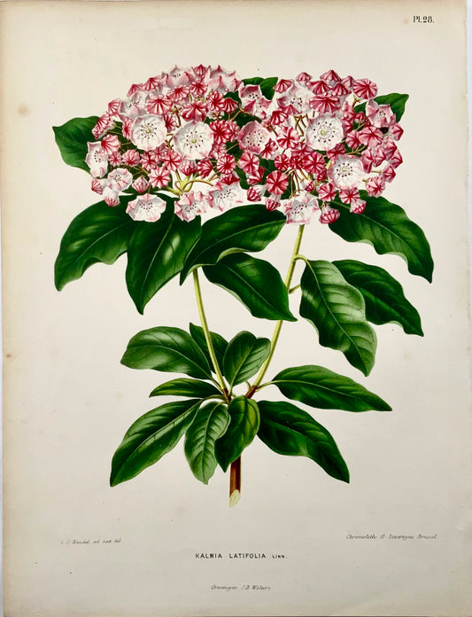 1868 Kalmia latifolia, flower, botany, folio, Wendel, fine chromolithograph