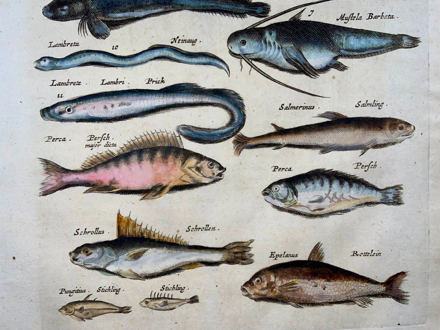 1657 Perch, Sturgeon, Eels, fish, Matt Merian, folio, hand coloured engraving