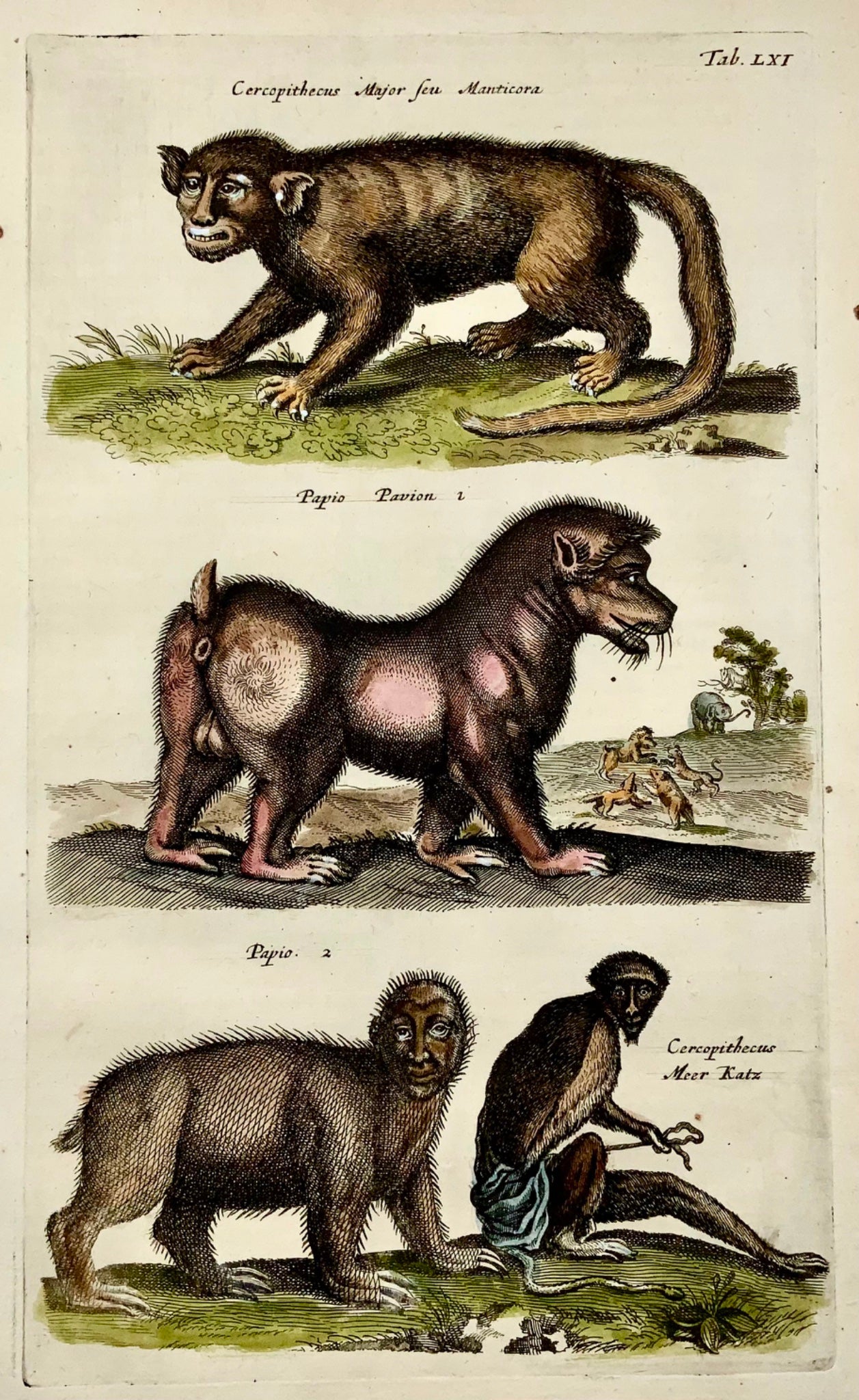 1657 Manticore, monster, baboon, Matt Merian, folio, hand coloured engraving, mythical mammals