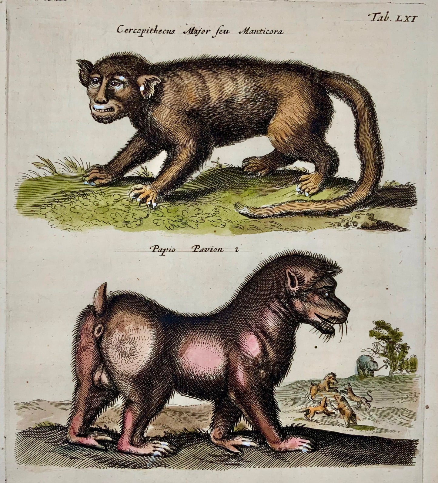 1657 Manticore, monster, baboon, Matt Merian, folio, hand coloured engraving, mythical mammals