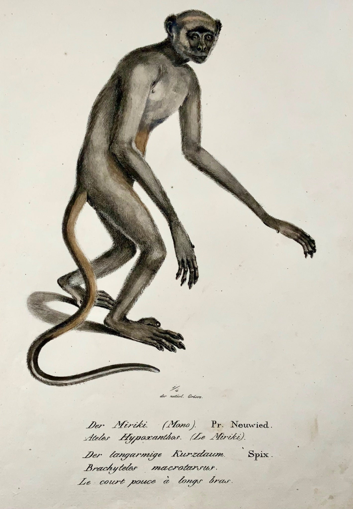 1824 Woolly Spider Monkey, K.J. Brodtmann, handcolor folio lithograph, mammal