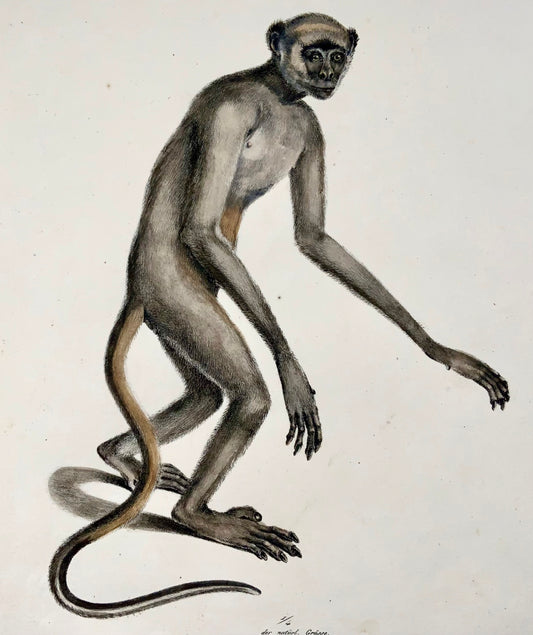 1824 Woolly Spider Monkey, K.J. Brodtmann, handcolor folio lithograph, mammal