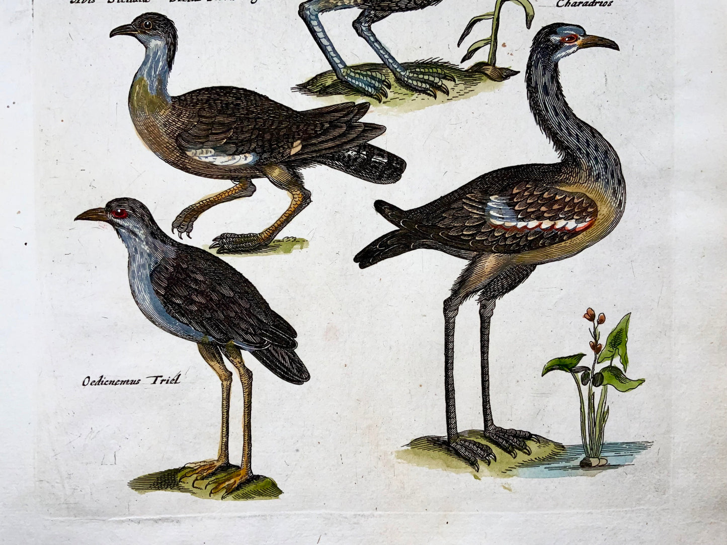 1657 Hazel Grouse, Bustard, Tern, ornithology, Merian, folio, hand coloured