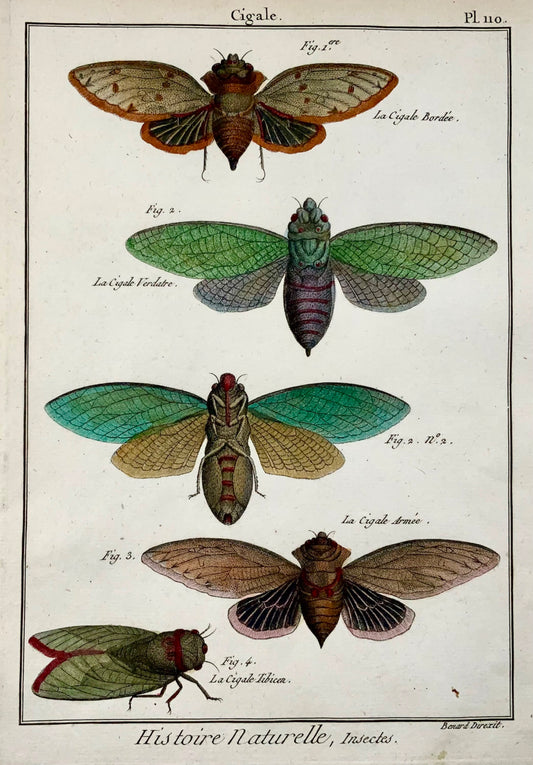 1794 Latreille; Cicadidae cicadas, handcoloured, quarto, copper engraving