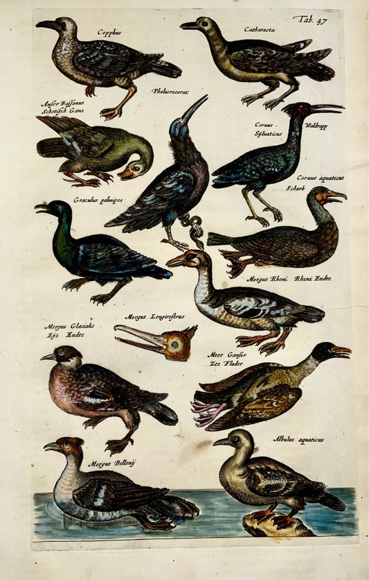 1657 Ducks, Ibis, Skua, Matt. Merian, folio handcolored engraving, ornithology