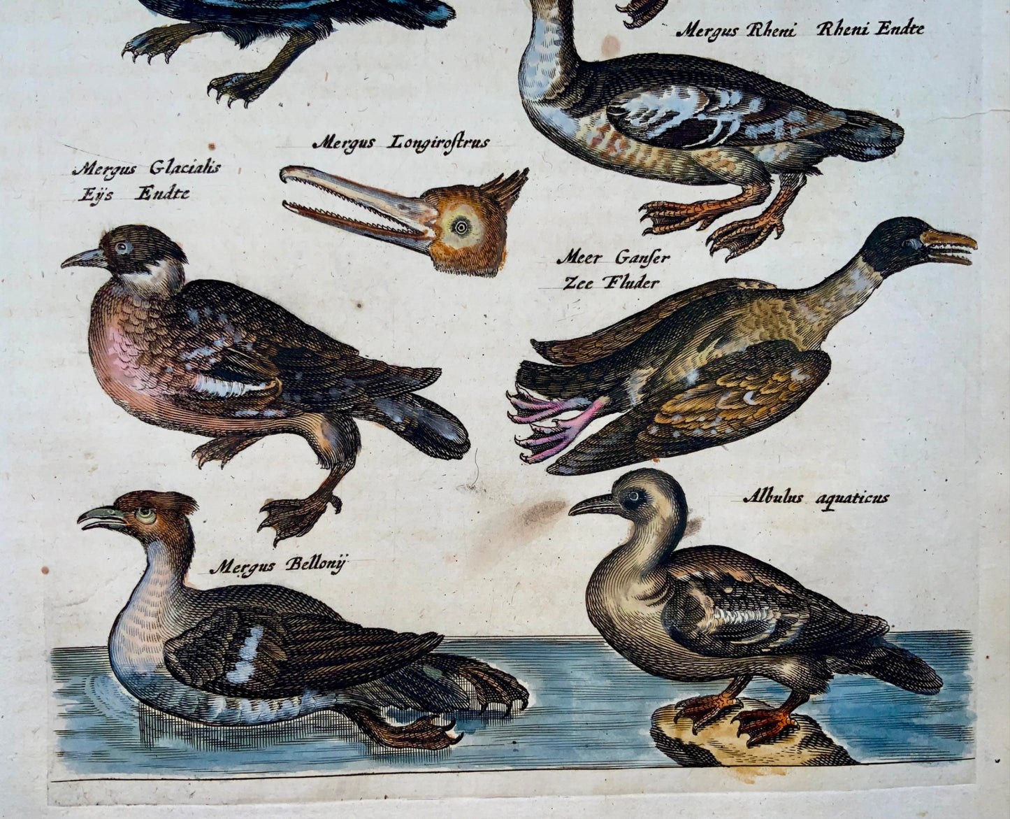 1657 Ducks, Ibis, Skua, Matt. Merian, folio handcolored engraving, ornithology