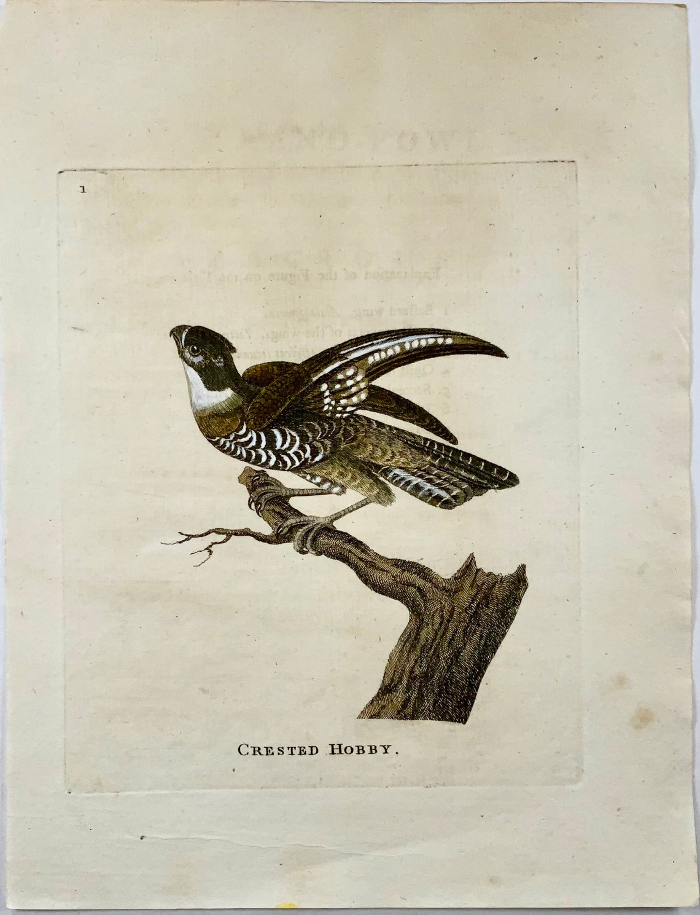 1777 Crested Hobby, Th. Pennant, Quarto, hand coloured, ornithology