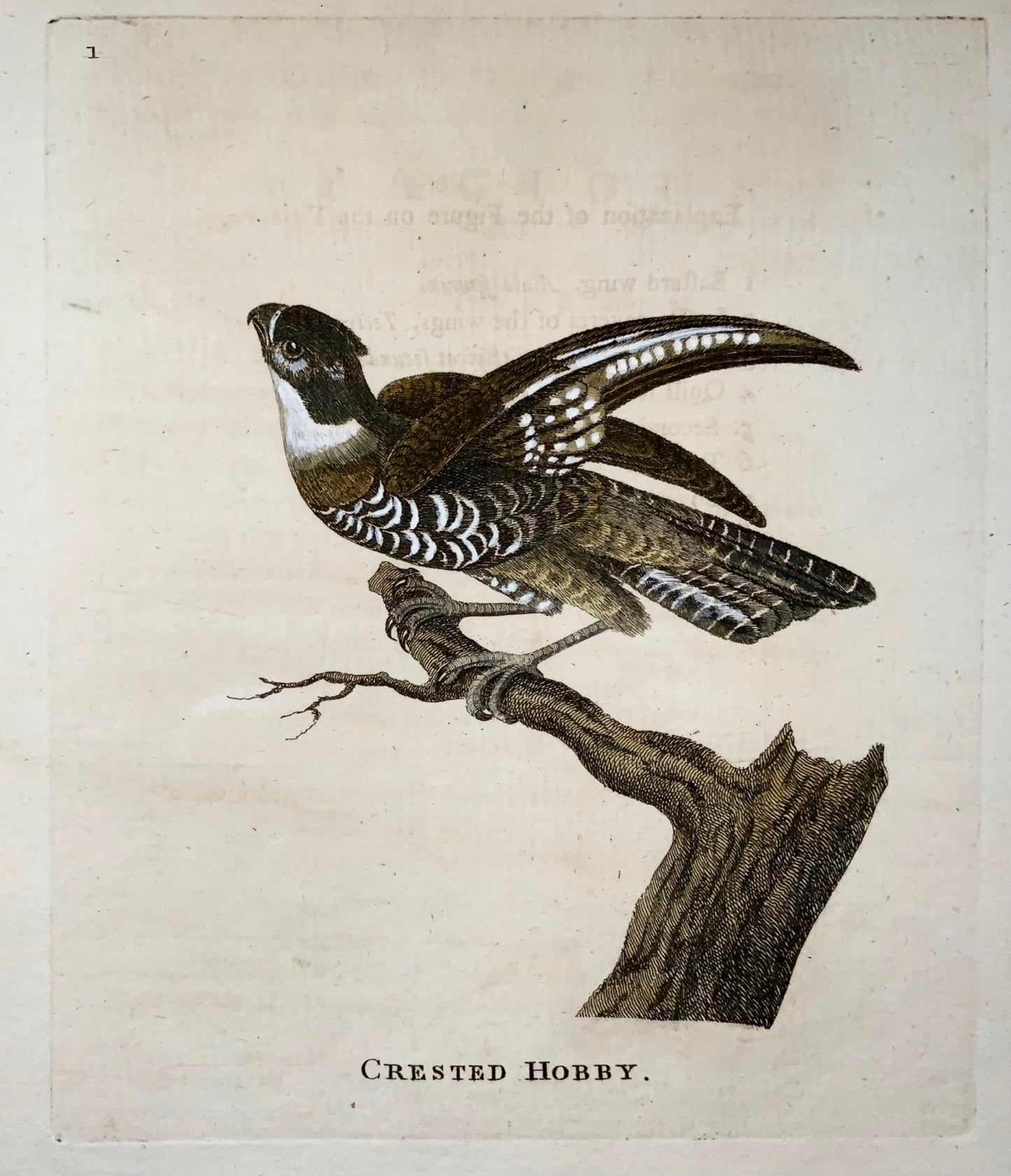 1777 Crested Hobby, Th. Pennant, Quarto, hand coloured, ornithology