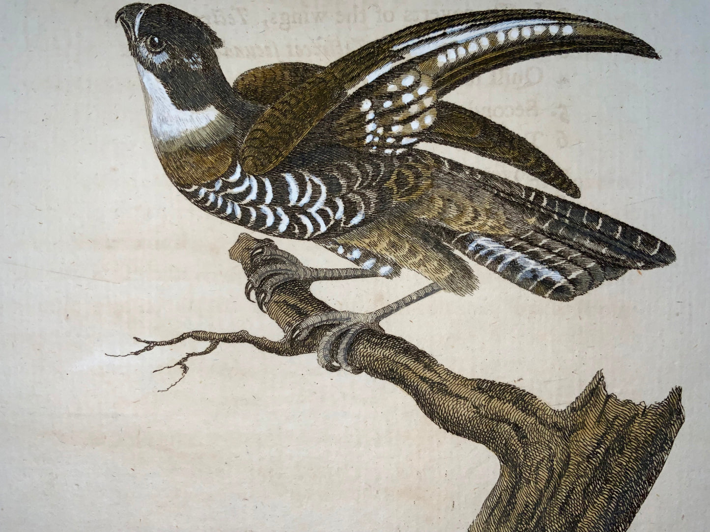 1777 Crested Hobby, Th. Pennant, Quarto, hand coloured, ornithology