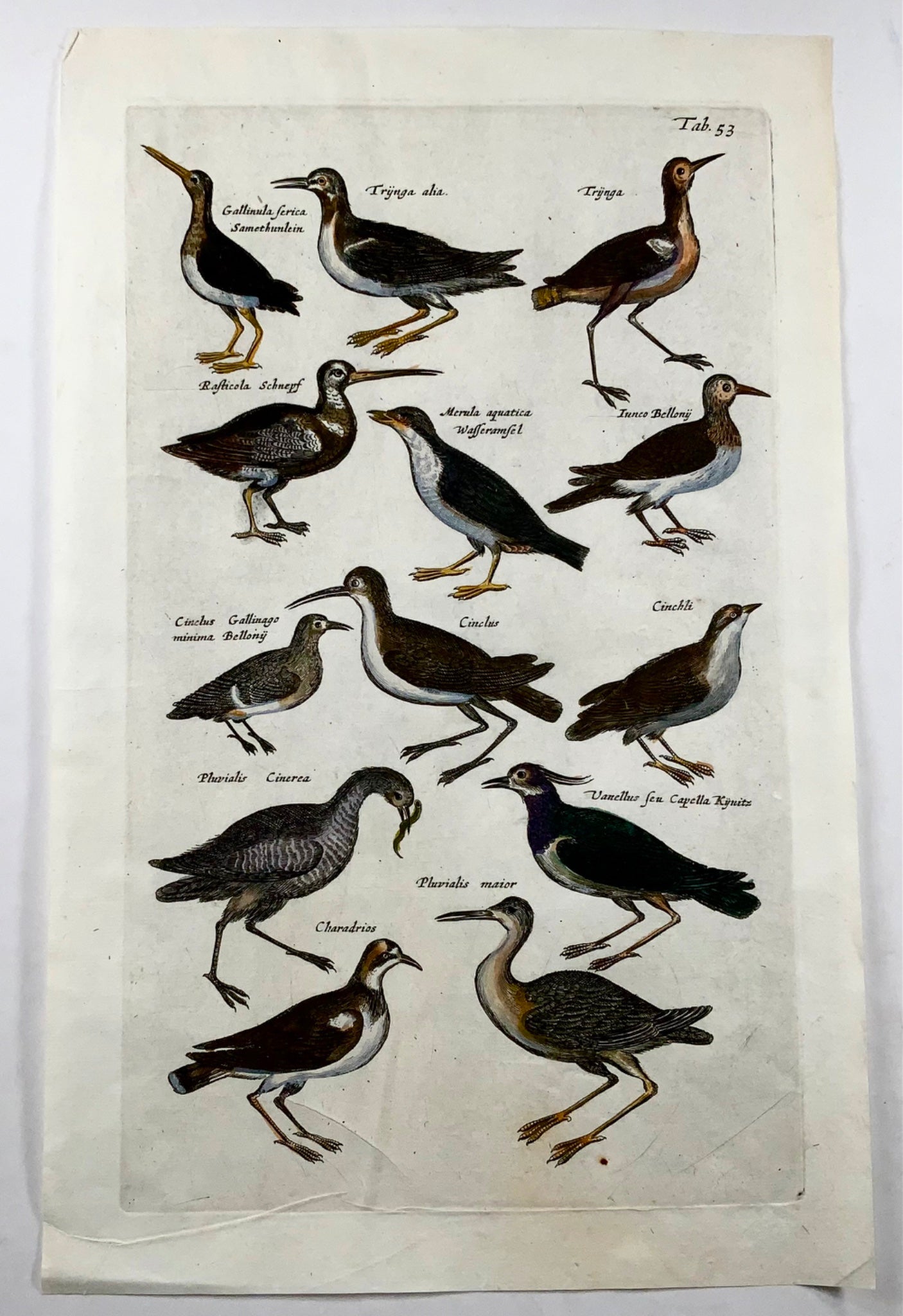 1657 Lapwing, Plover, Diver, water birds, Merian, folio, hand coloured engraving