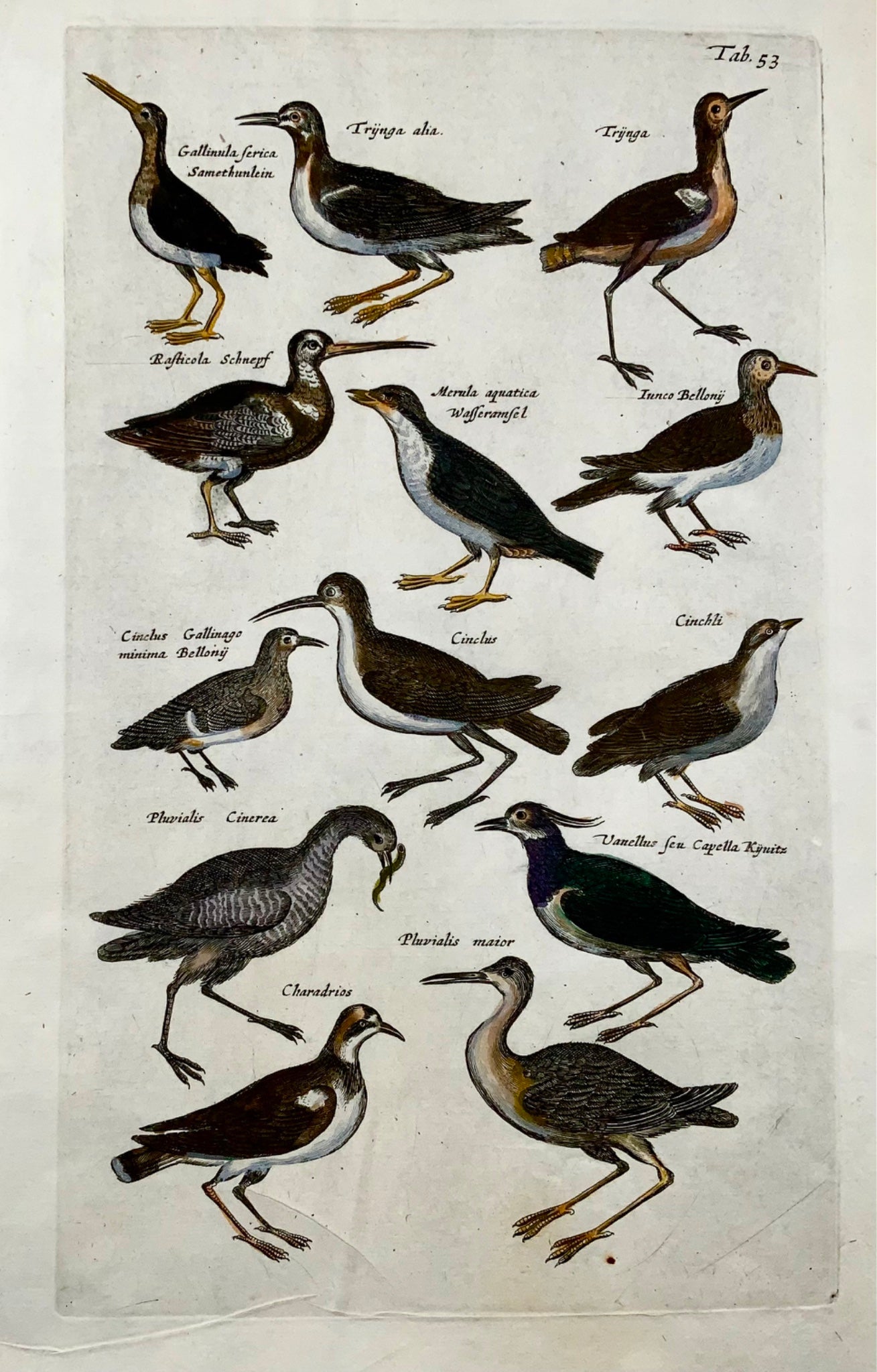 1657 Lapwing, Plover, Diver, water birds, Merian, folio, hand coloured engraving