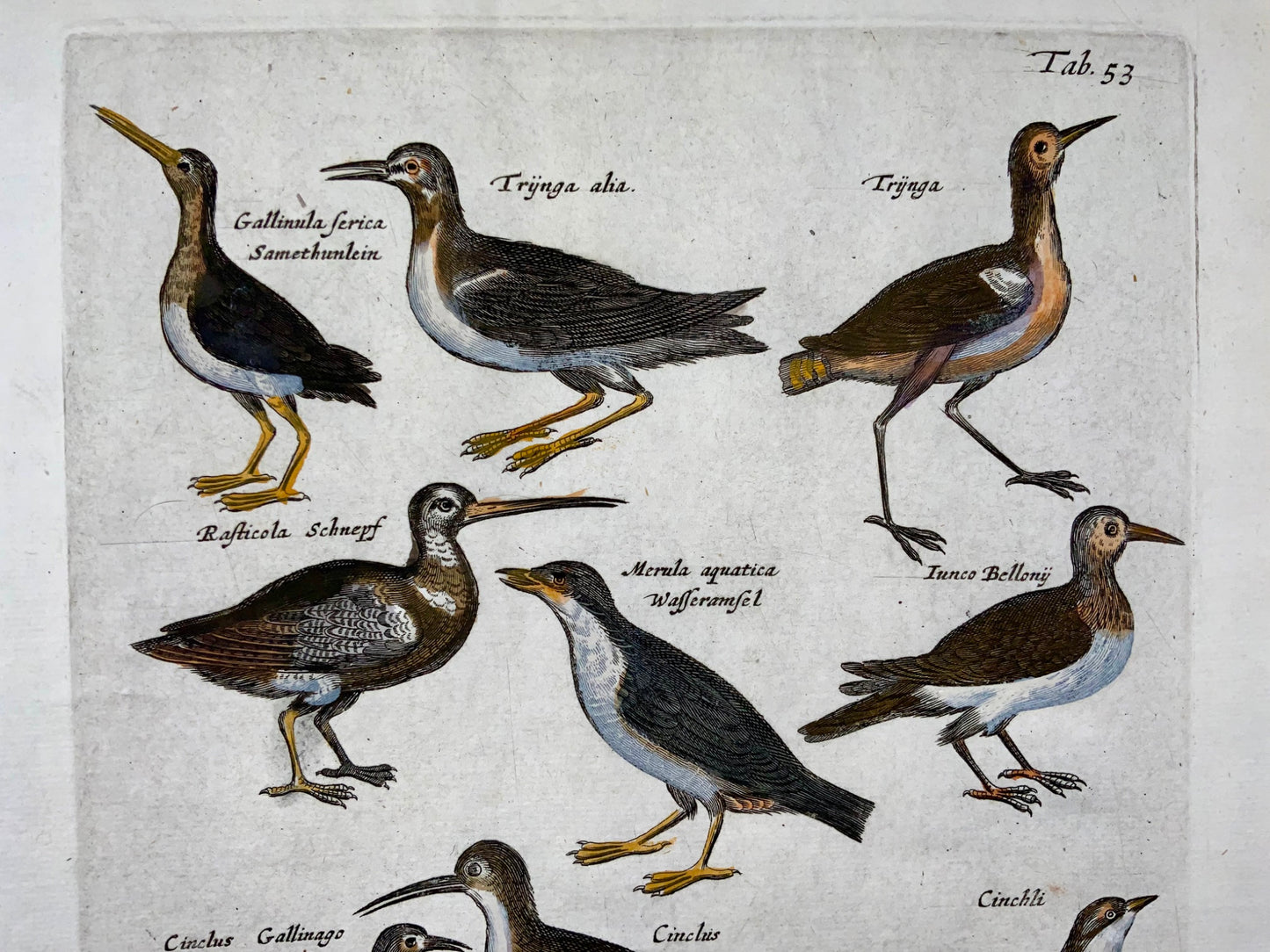 1657 Lapwing, Plover, Diver, water birds, Merian, folio, hand coloured engraving