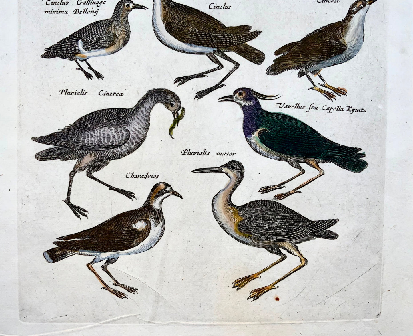 1657 Lapwing, Plover, Diver, water birds, Merian, folio, hand coloured engraving