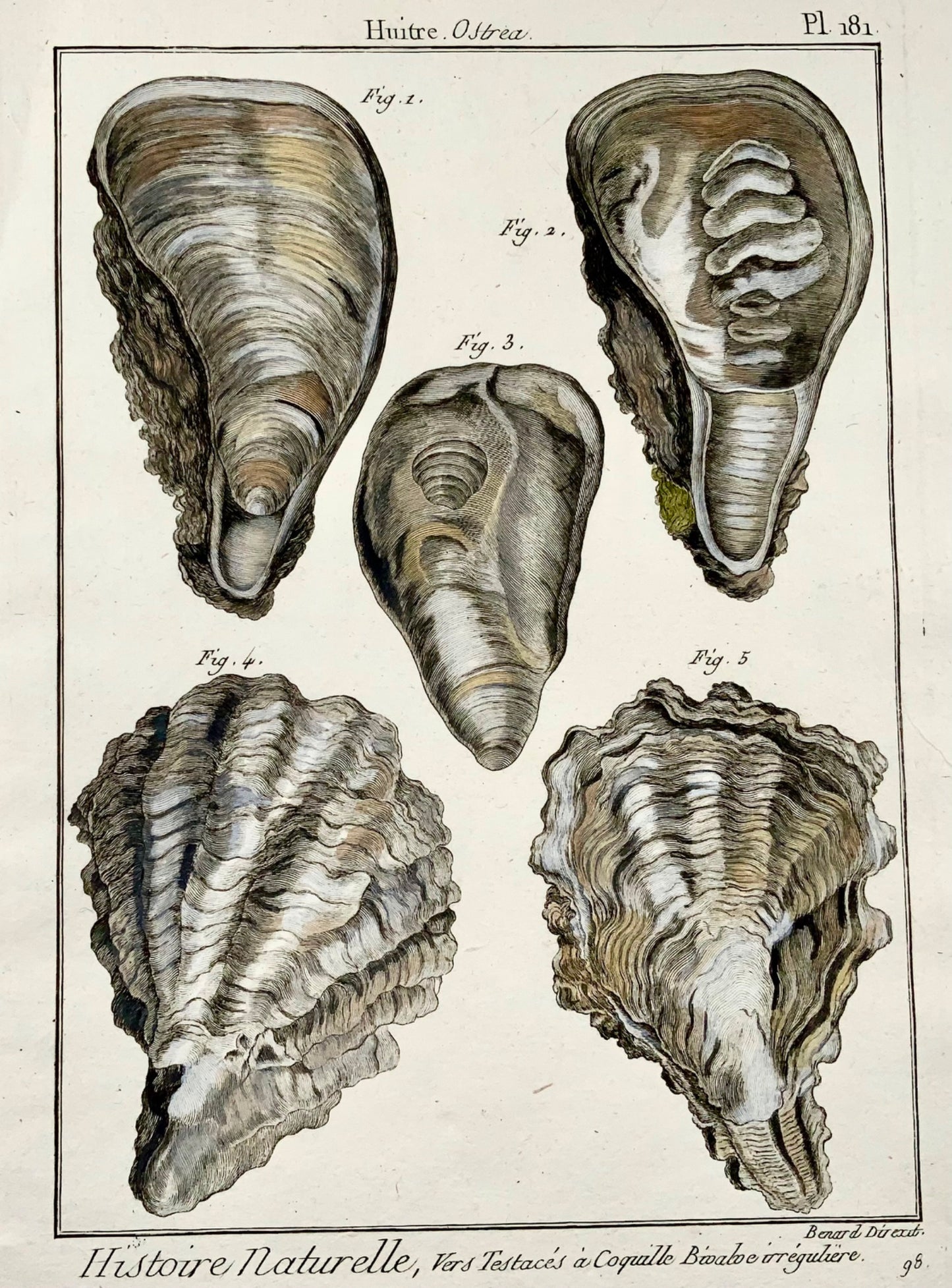 1789 Oysters, Benard sc. quarto in hand colour, engraving, marine life