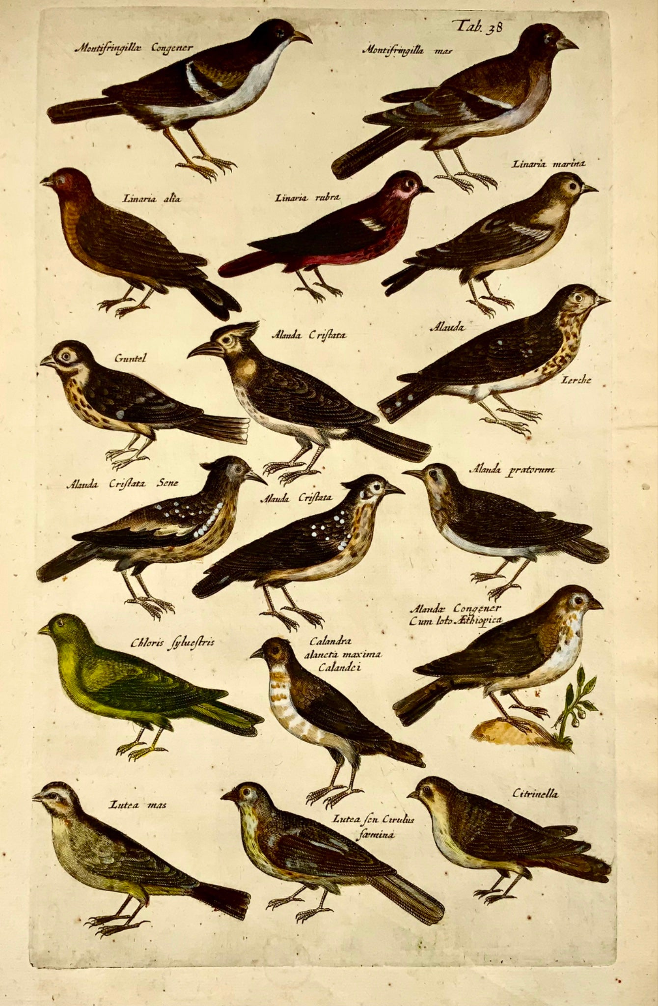 1657 Larks, Linnets, Lapwings, Finches, Merian, ornithology, folio, hand coloured engraving