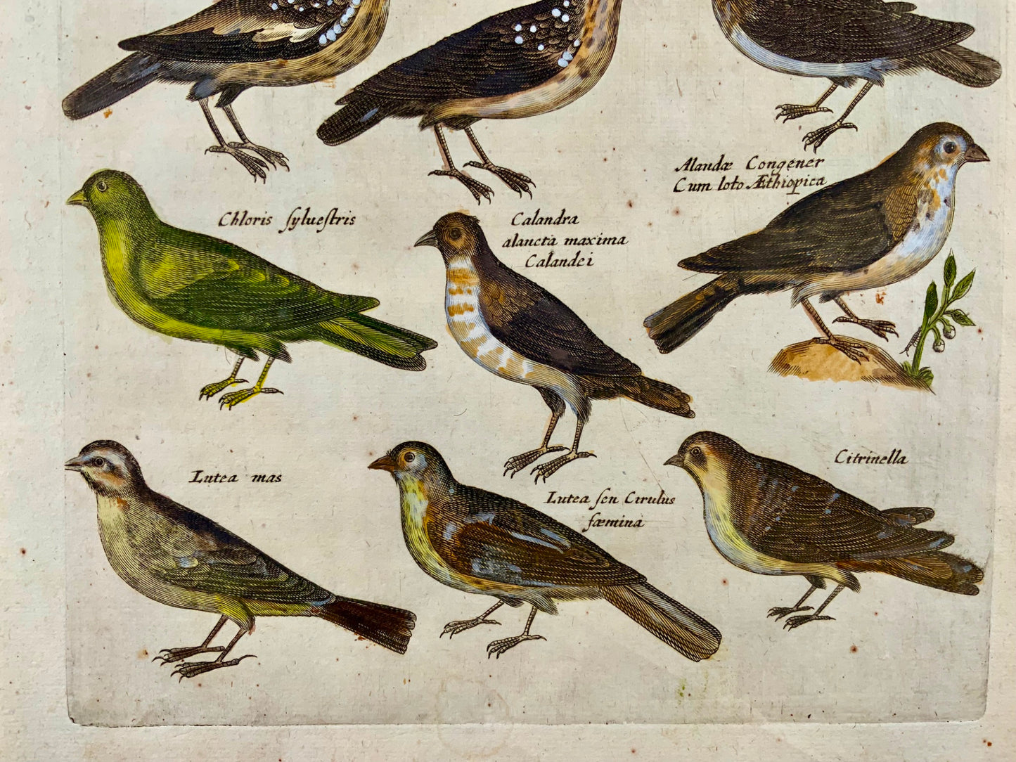 1657 Larks, Linnets, Lapwings, Finches, Merian, ornithology, folio, hand coloured engraving