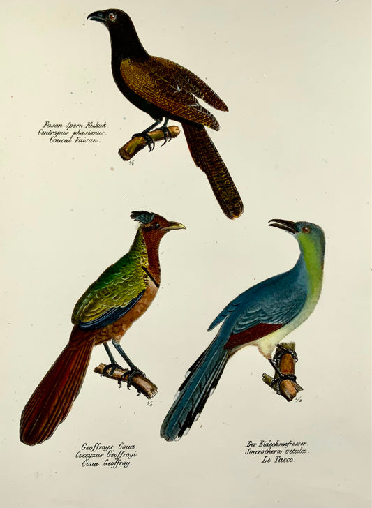 1833 H.R. Schinz (b1777), Exotic cuckoos, birds, hand colour stone lithograph