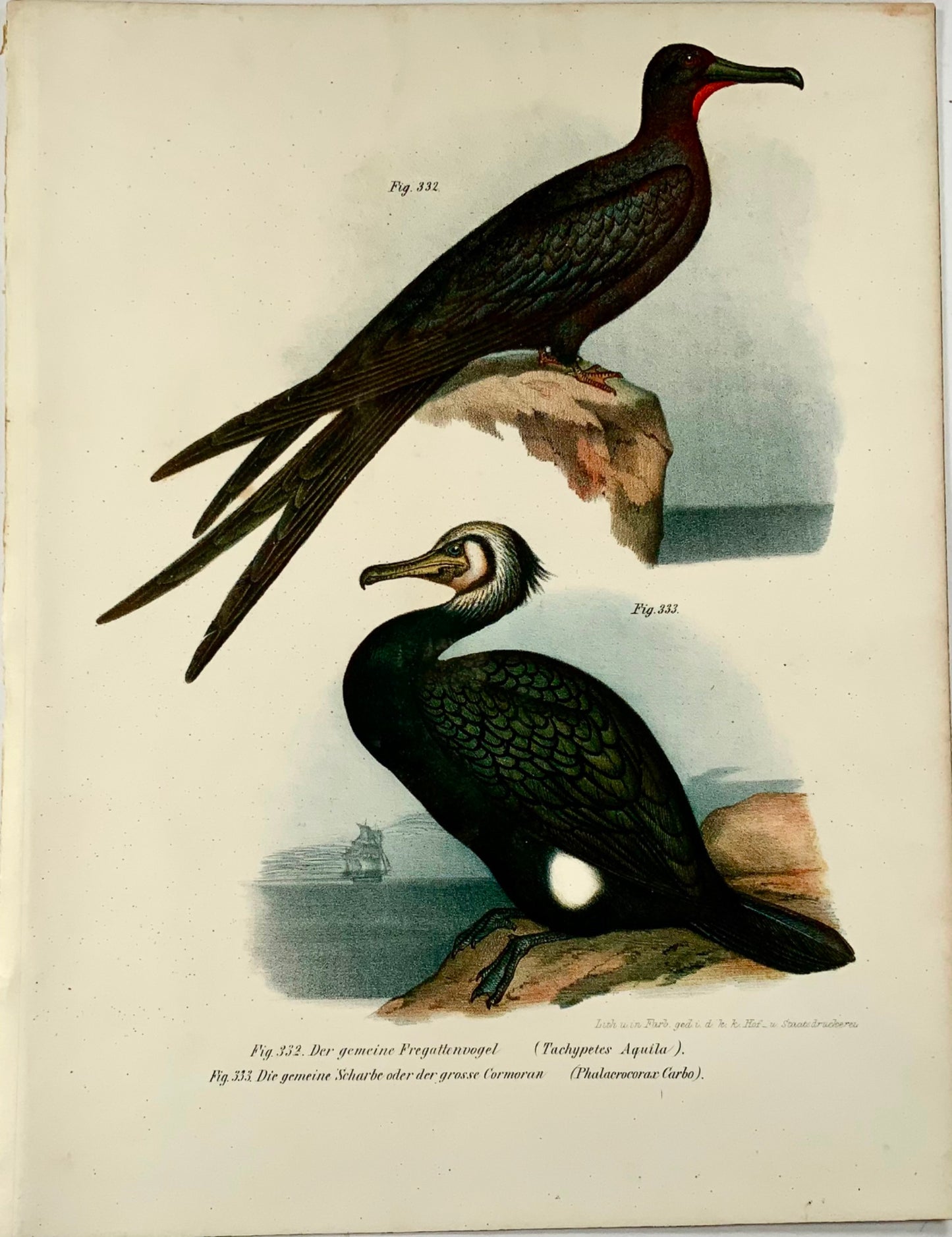 1860 Fregatebird, Cormorant, Fitzinger, lithograph, hand finish, ornithology