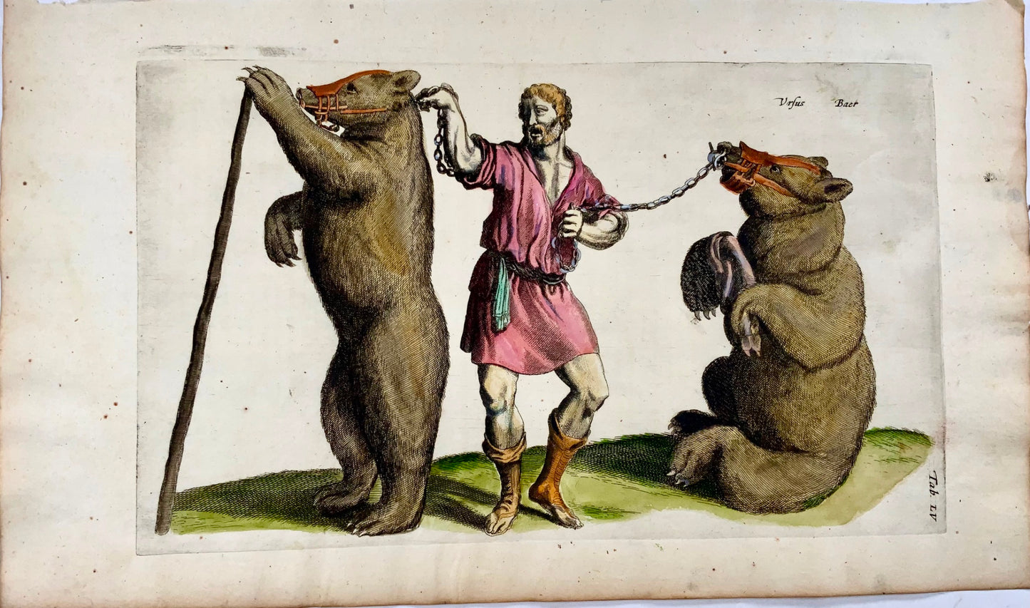 1657 Captured Bears, Matt. Merian, folio, hand coloured engraving, mammals