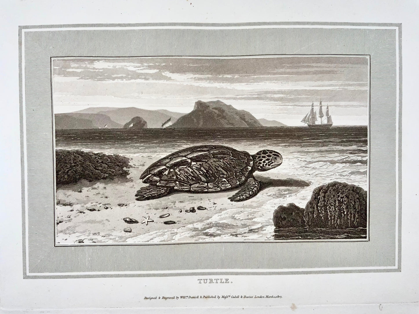 1807 Turtle, William Daniell, amphibians, aquatint, folio