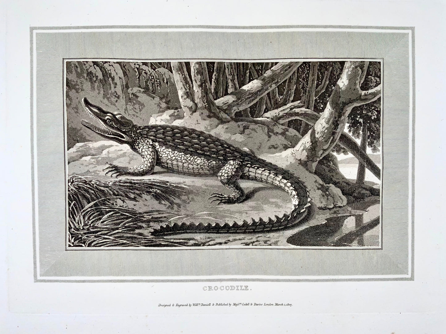 1807 Crocodile, William Daniell, reptile, aquatint, folio