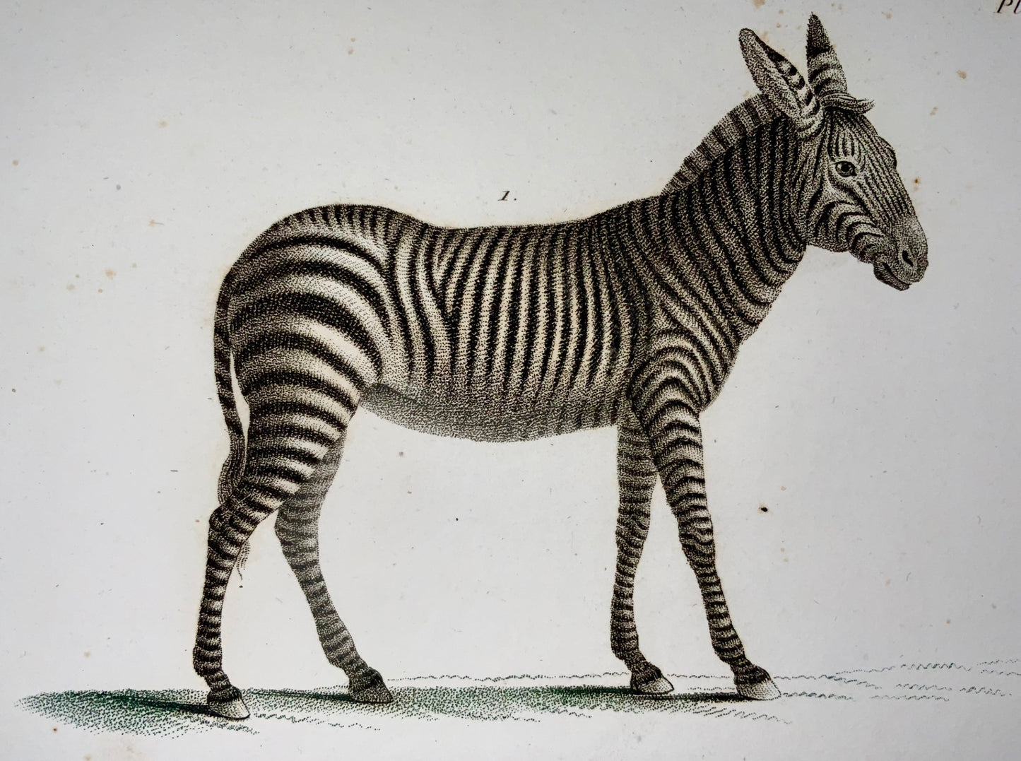 1808 J. Bapt. Huet [b1745]; Zebra, Quagga, hand coloured stipple engraving, mammals