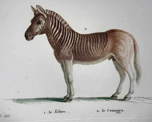 1808 J. Bapt. Huet [b1745]; Zebra, Quagga, hand coloured stipple engraving, mammals