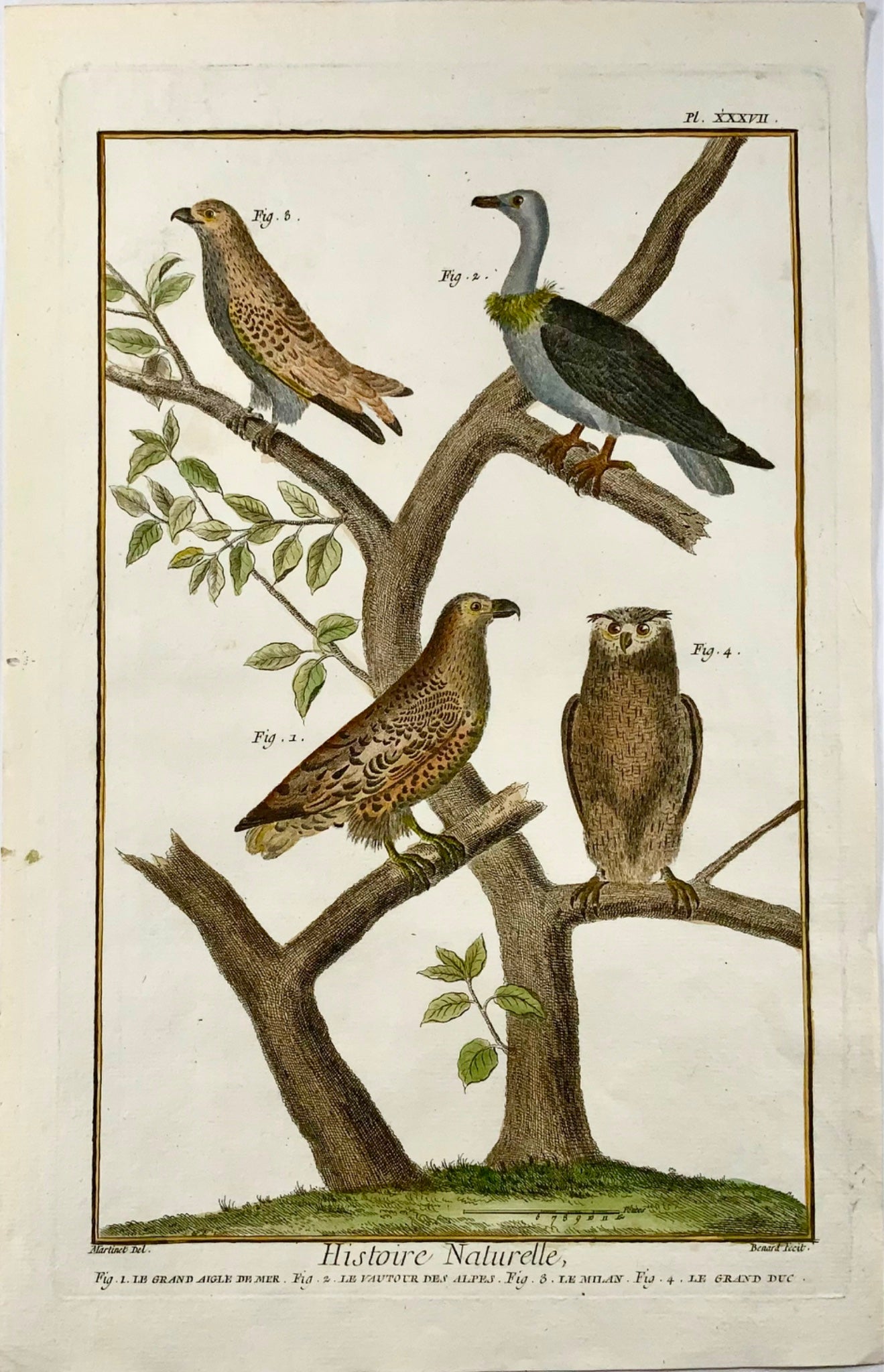 1751 Owl, Eagle, Vulture, Milan, ornithology, Martinet, large folio hand colour