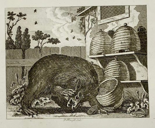 1793 The Bear and the Bees, Mazell sc., Aesop fable, etching