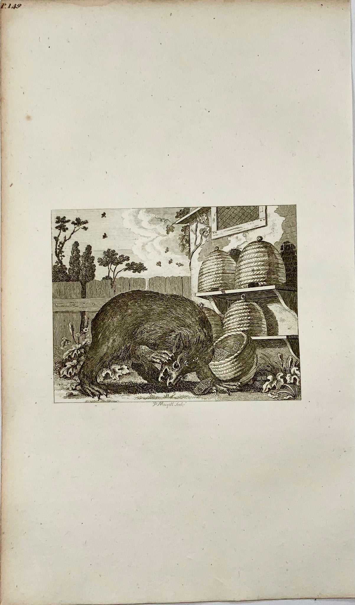 1793 The Bear and the Bees, Mazell sc., Aesop fable, etching