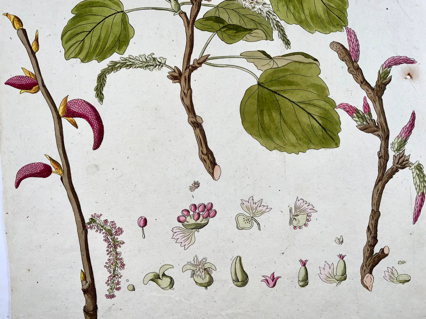 1788 J. J. Plenck (b1737), black poplar, large folio hand colored, botany