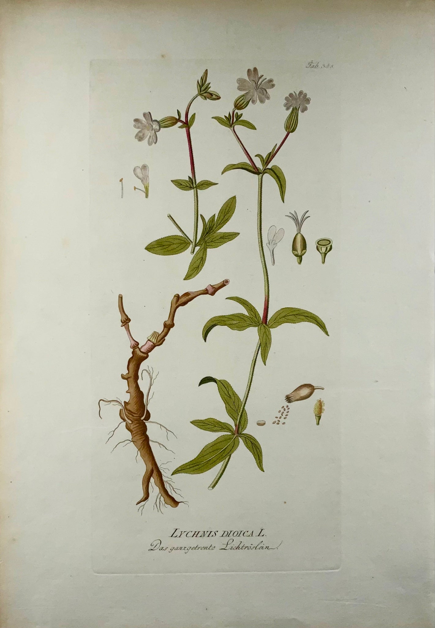 1788 J. J. Plenck (b1737), red campion, large folio hand colored, botany