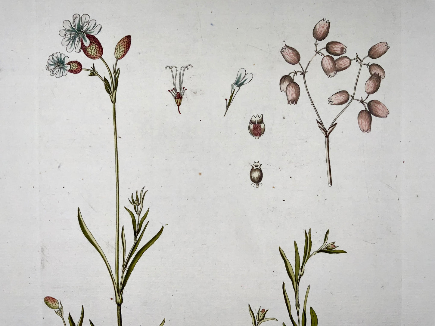 1788 J. J. Plenck (b1737), berry catchfly, large folio hand colored, botany