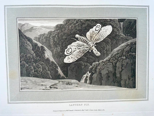 1807 Lantern Fly, insects, William Daniell, aquatint, folio