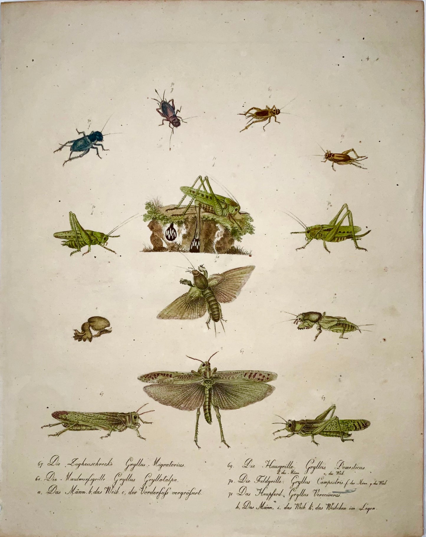 1816 Gryllus, insects, crickets, imp. folio 42.5 cm, Brodtmann