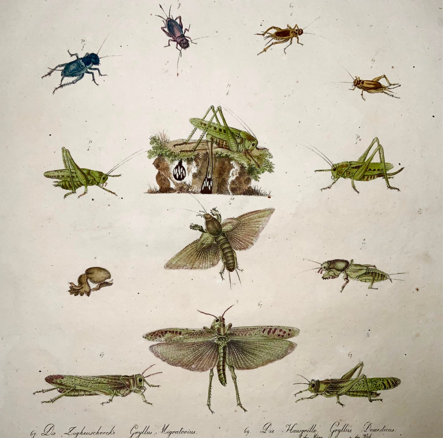 1816 Gryllus, insects, crickets, imp. folio 42.5 cm, Brodtmann