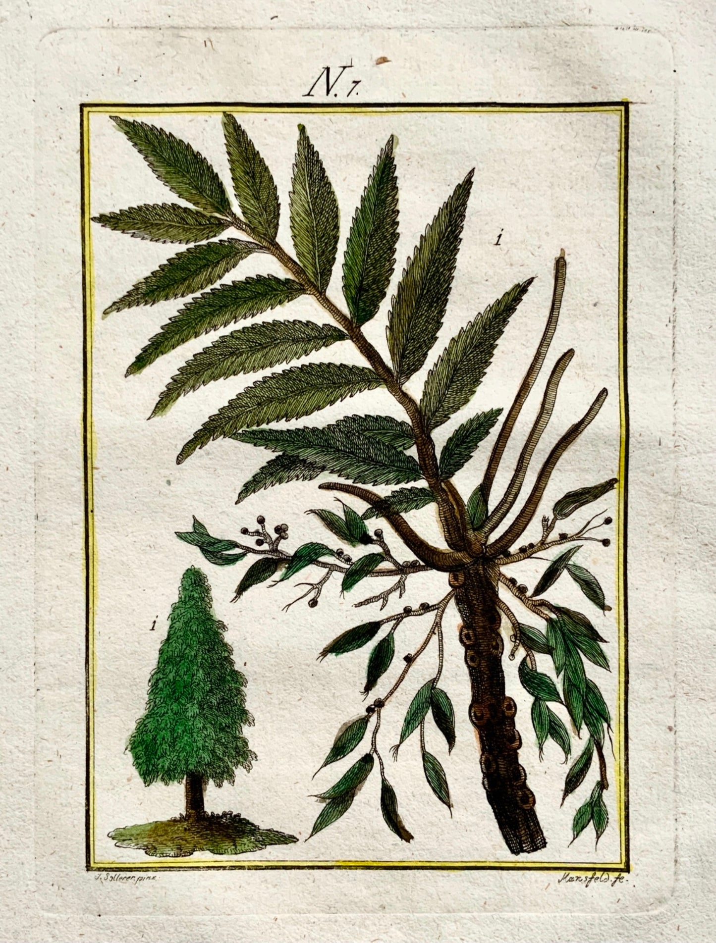1790 ASH TREE Joh. Sollerer hand coloured engraving - Botany