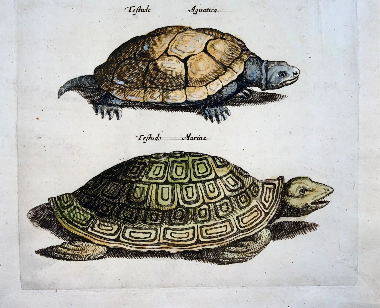 1657 Mat. Merian - Turtles Tortoise Amphibians - Folio hand coloured engraving