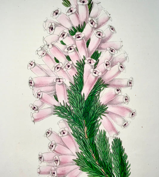 1856 Erica, James Andrews, squisito colore a mano, botanica
