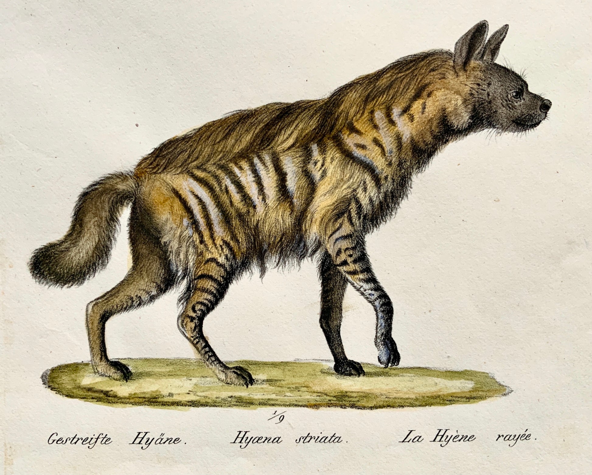 1824 Hyenas - K.J. Brodtmann handcol FOLIO stone lithography - Mammal